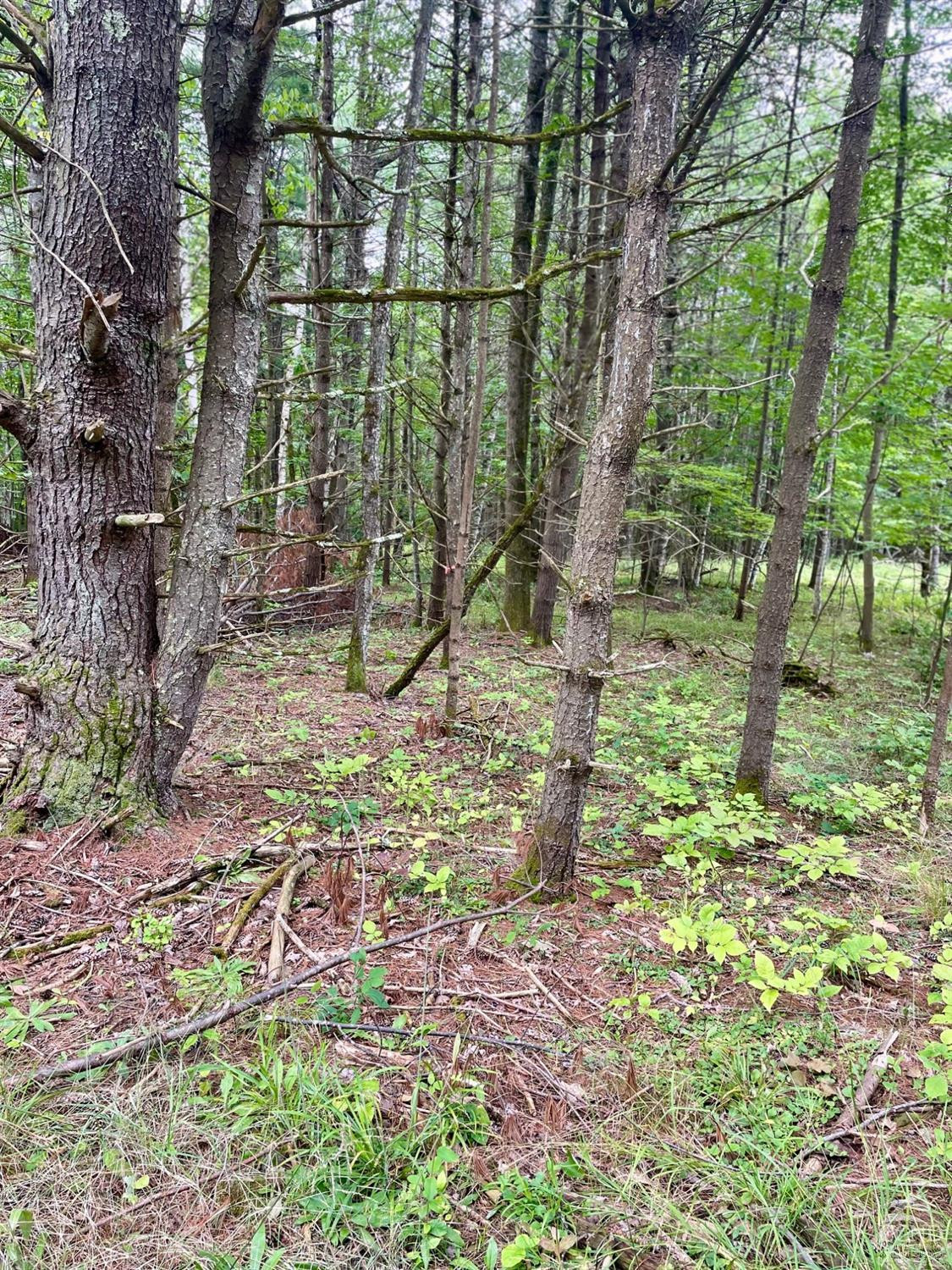 L3 Posson Hill Road Middleburgh, NY 12122 - Photo 15 of 21 Photo 15