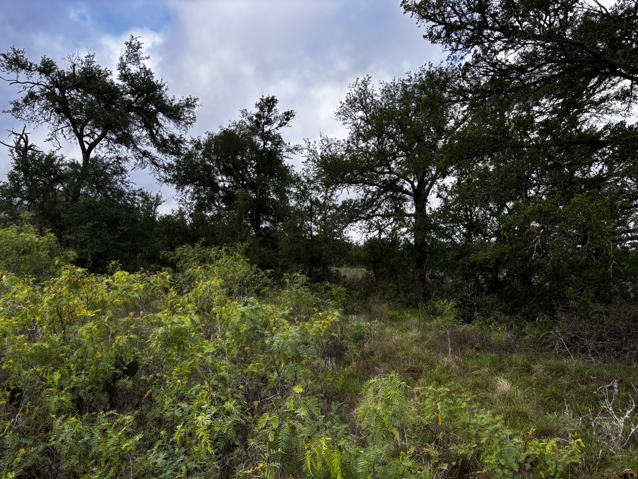 683 County Road 467 Elgin, TX 78621 - Photo 21 of 26 Expansive natural landscape featuring a variety of mature trees and abundant ground cover foliage