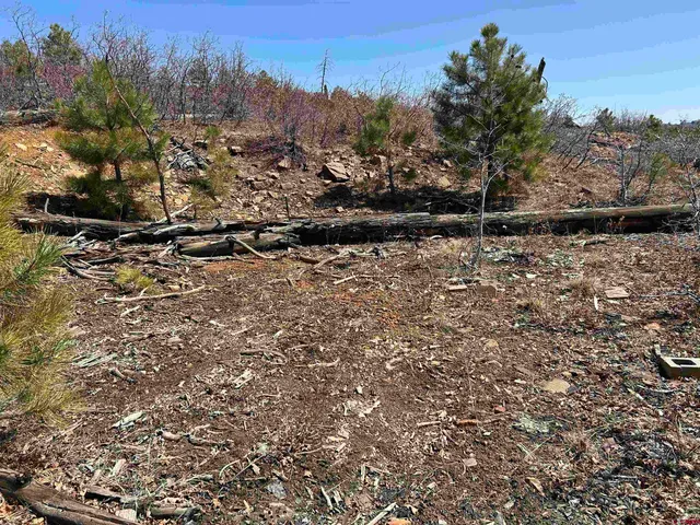 a view of outdoor space and tree