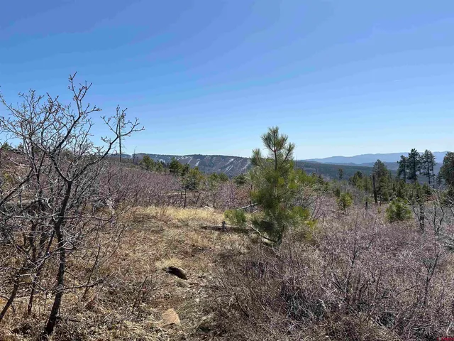 a view of a dry yard with trees