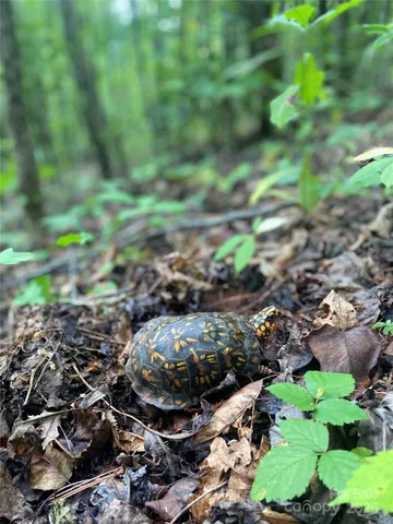 a view of a yard with large trees