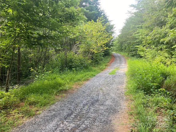 a view of a yard with plants and a tree