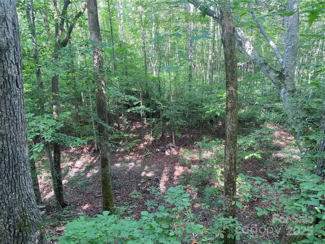 a view of a forest with a forest