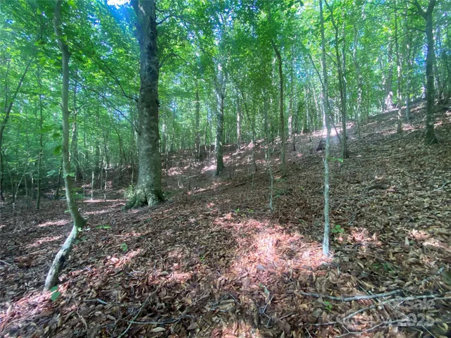 a close up of a plant in a garden