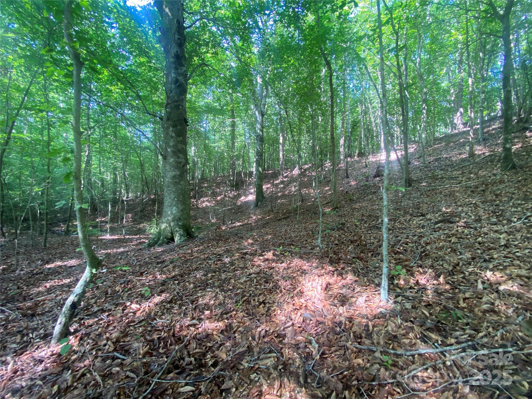 0 Camp McCall Road Bostic, NC 28018 - Photo 19 of 31 a backyard of a house with lots of green space