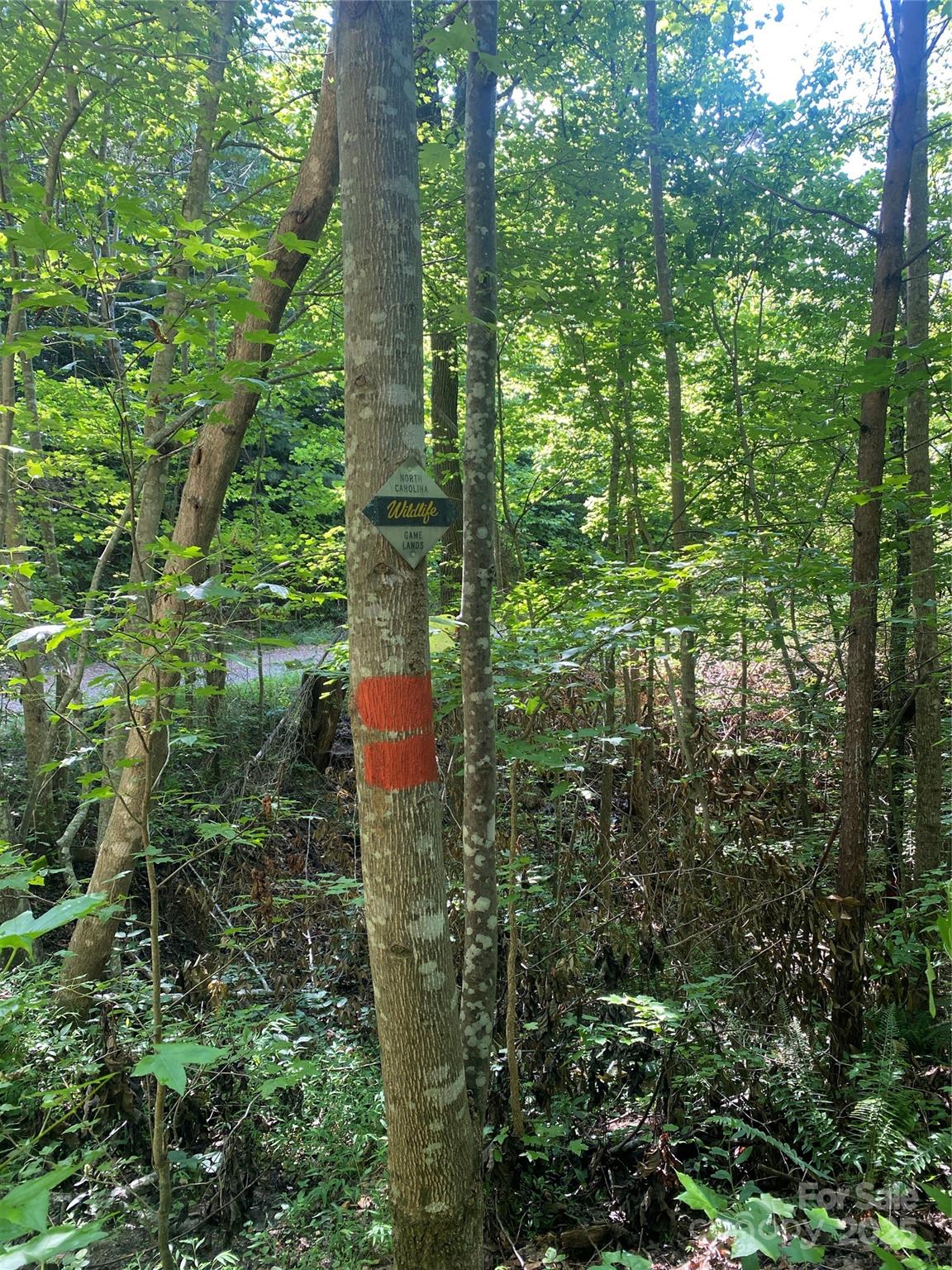 0 Camp McCall Road Bostic, NC 28018 - Photo 20 of 31 a close up of a plant in a garden