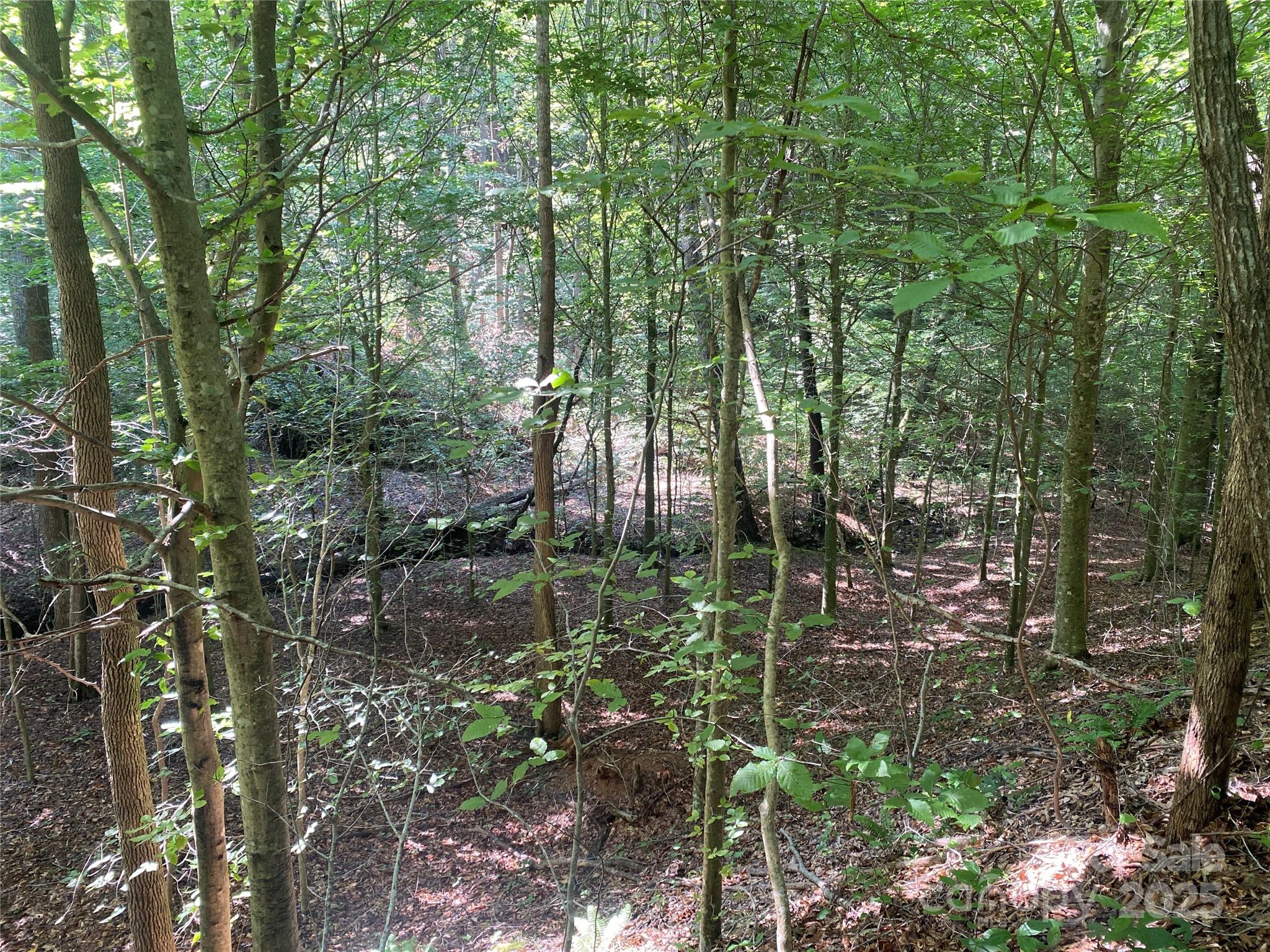 0 Camp McCall Road Bostic, NC 28018 - Photo 25 of 31 a view of forest