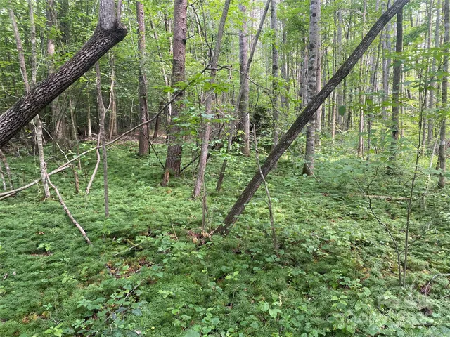 a view of a lush green forest with trees in the background