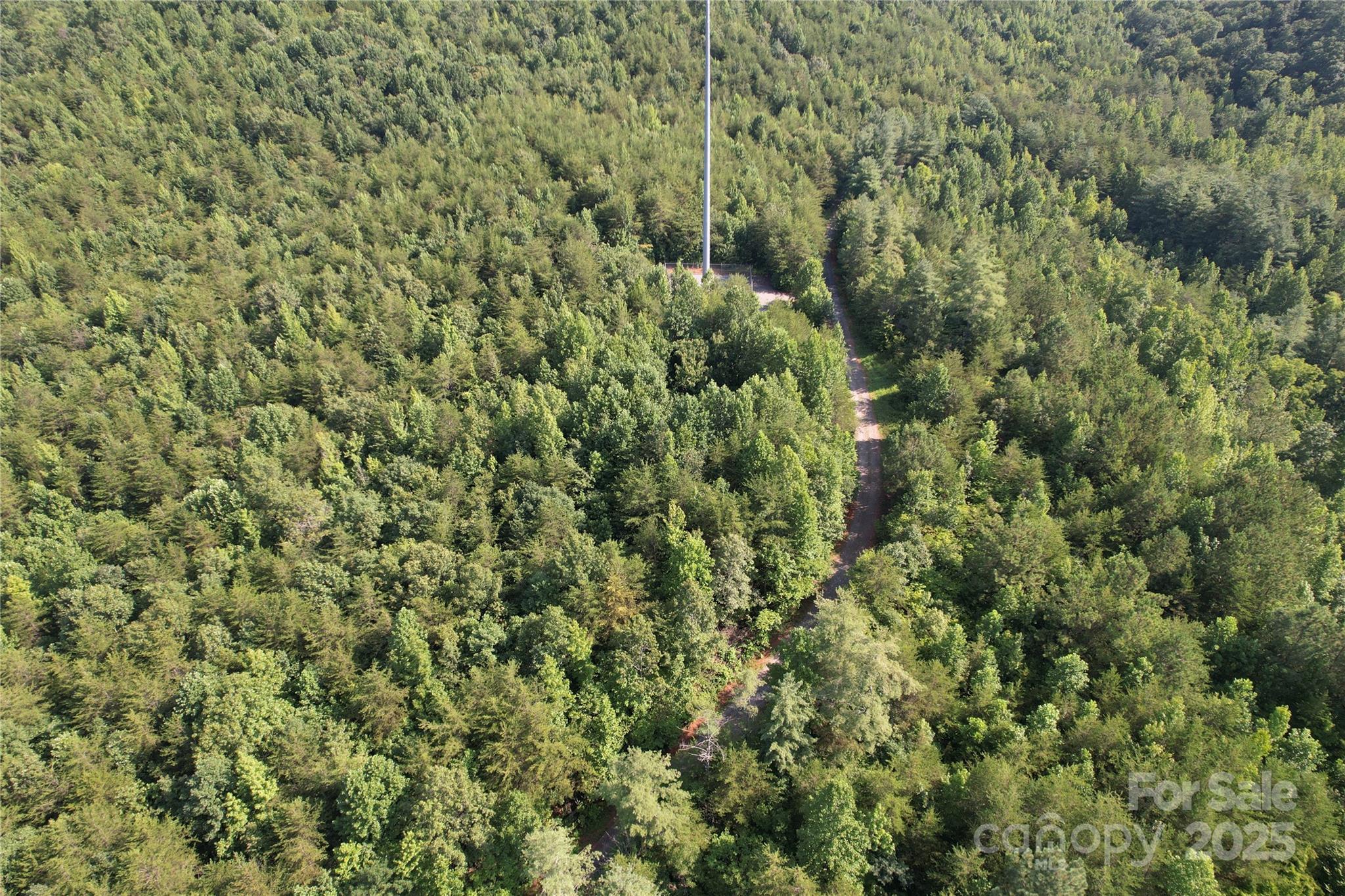 0 Camp McCall Road Bostic, NC 28018 - Photo 31 of 31 a view of a forest with a tree