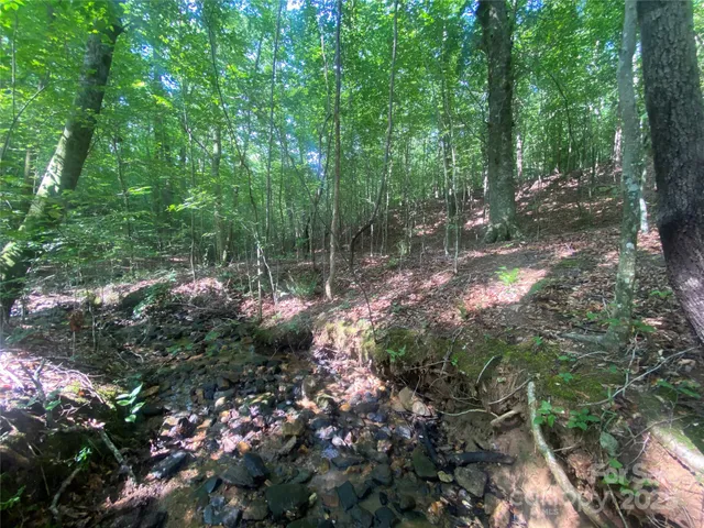 a view of a yard with a palm trees