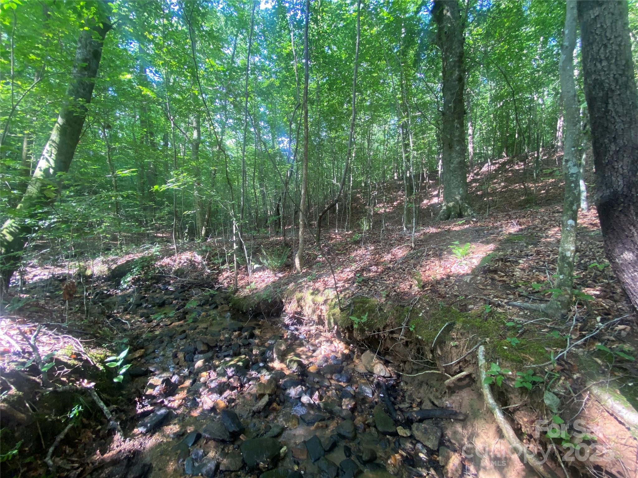 0 Camp McCall Road Bostic, NC 28018 - Photo 6 of 31 a view of forest