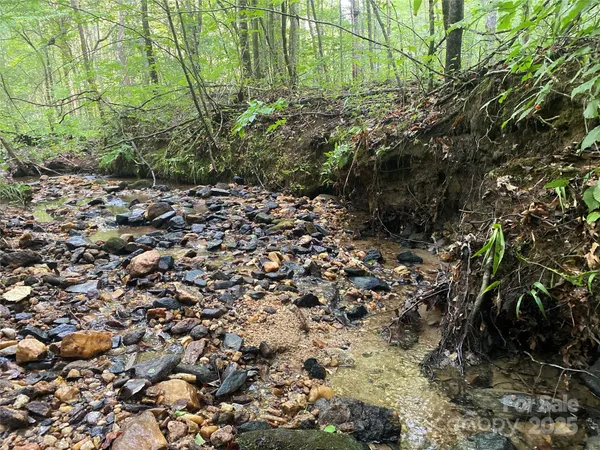 a plant with lots of trees