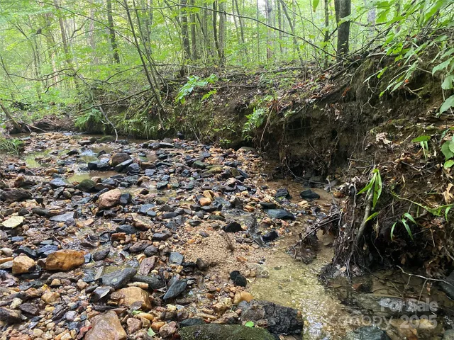 a plant with lots of trees