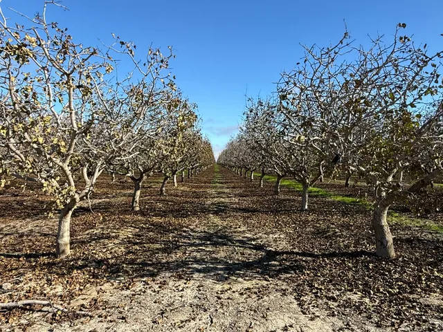 a big yard with lots of green space