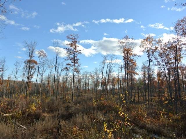 254-acres Kaubashine Road Hazelhurst, WI 54531 - Photo 59 of 78 Gallery Image 59