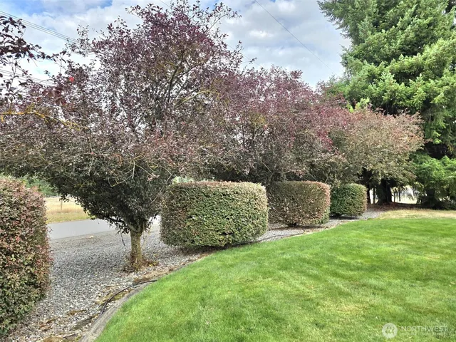 a view of yard with trees