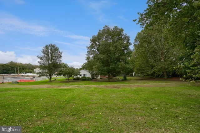 a view of a trees in a park