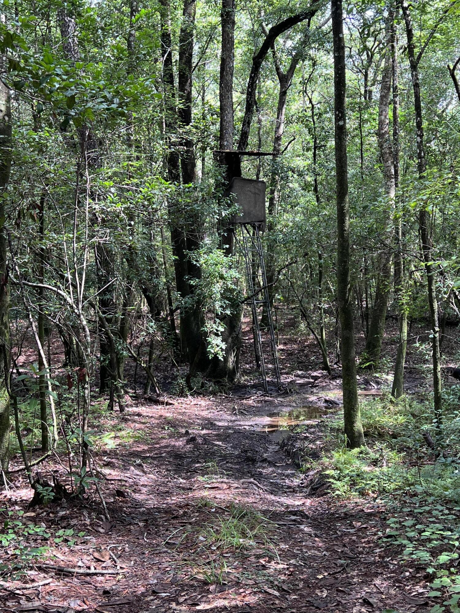 5603 Kervin Road Crestview, FL 32539 - Photo 66 of 78 Deer Plot