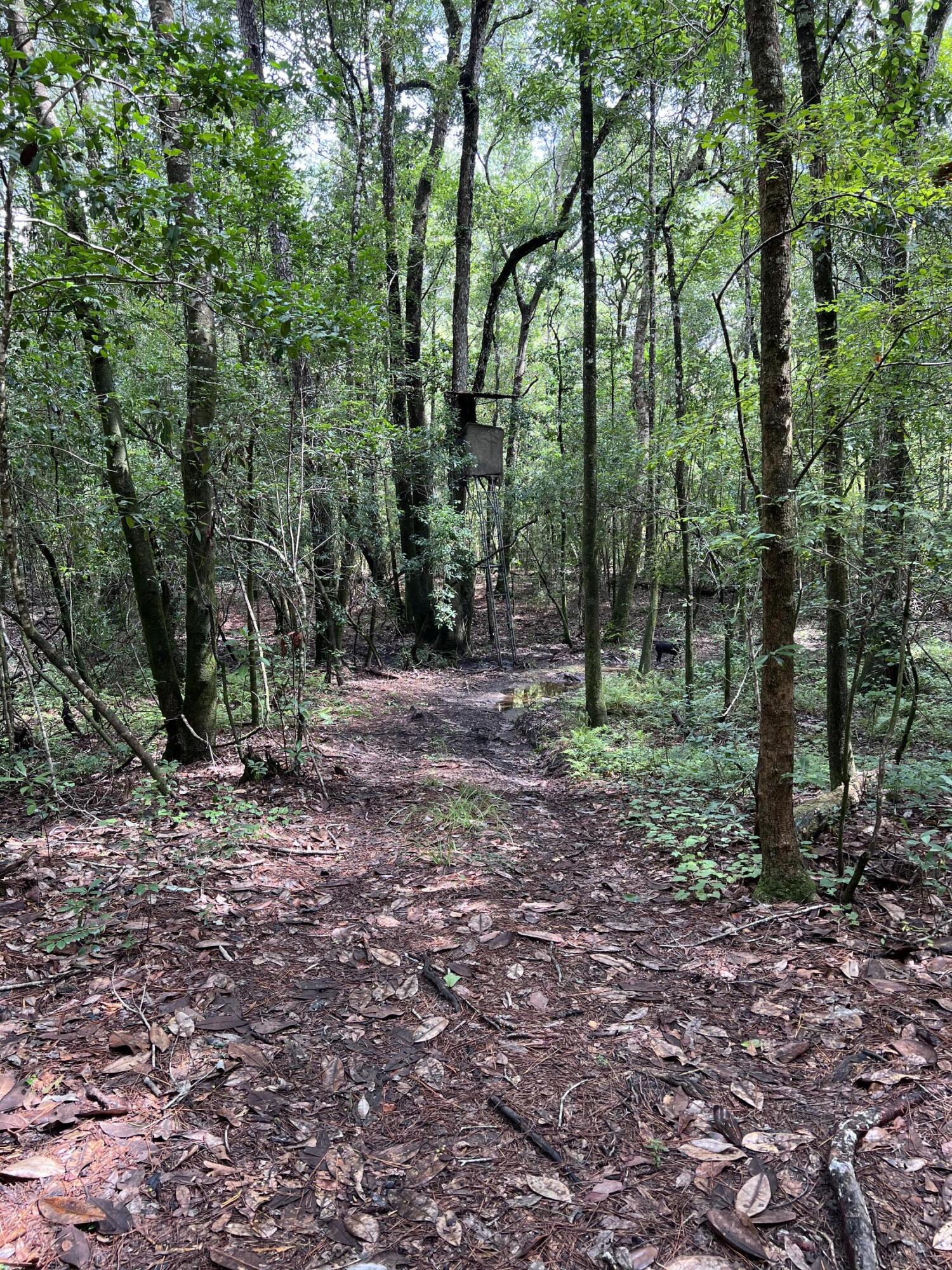 5603 Kervin Road Crestview, FL 32539 - Photo 67 of 78 Deer Plot