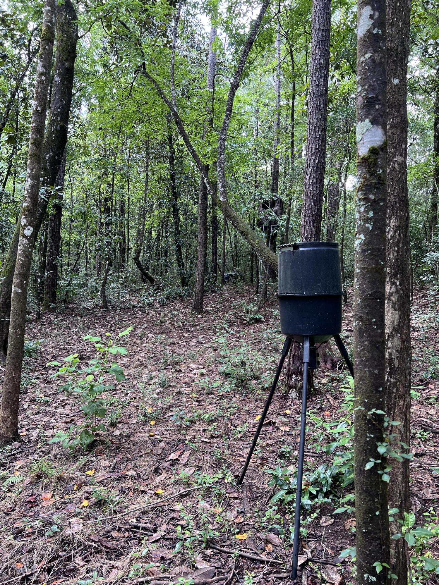 5603 Kervin Road Crestview, FL 32539 - Photo 69 of 78 Deer Plot
