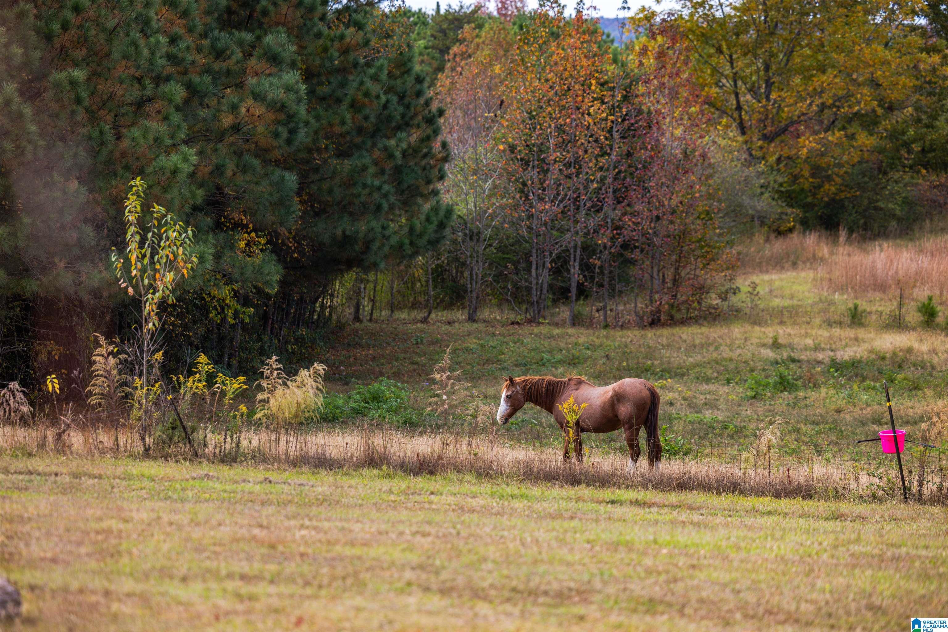 0 Mountain View Church Road, Unit 1 Altoona, AL 35952 - Photo 35 of 36