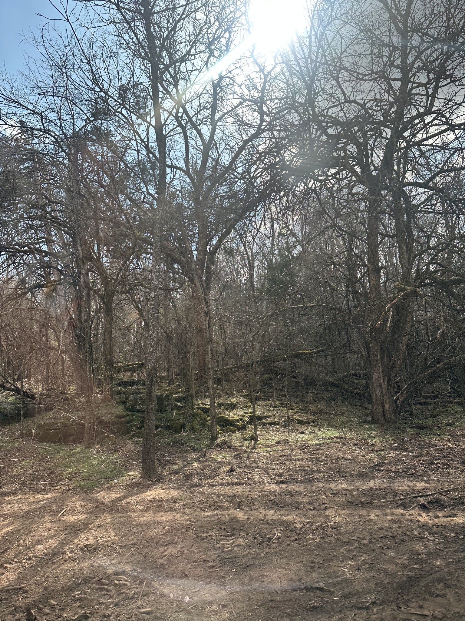 1351 Beasleys Bend Road Lebanon, TN 37087 - Photo 8 of 11 a view of a yard with trees