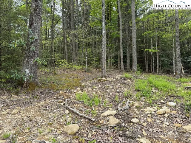 a view of a forest with trees in the background