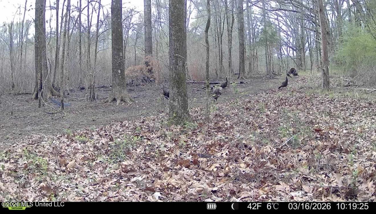 3368 Highway 17 Pickens, MS 39146 - Photo 11 of 84 IMG_0654