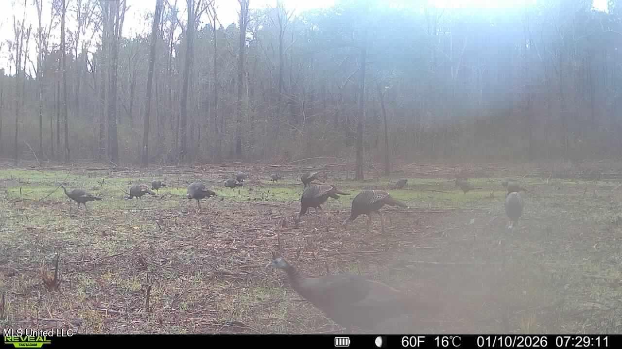 3368 Highway 17 Pickens, MS 39146 - Photo 12 of 84 F83F49F5-74CC-4B09-85AF-6ECB973036EF