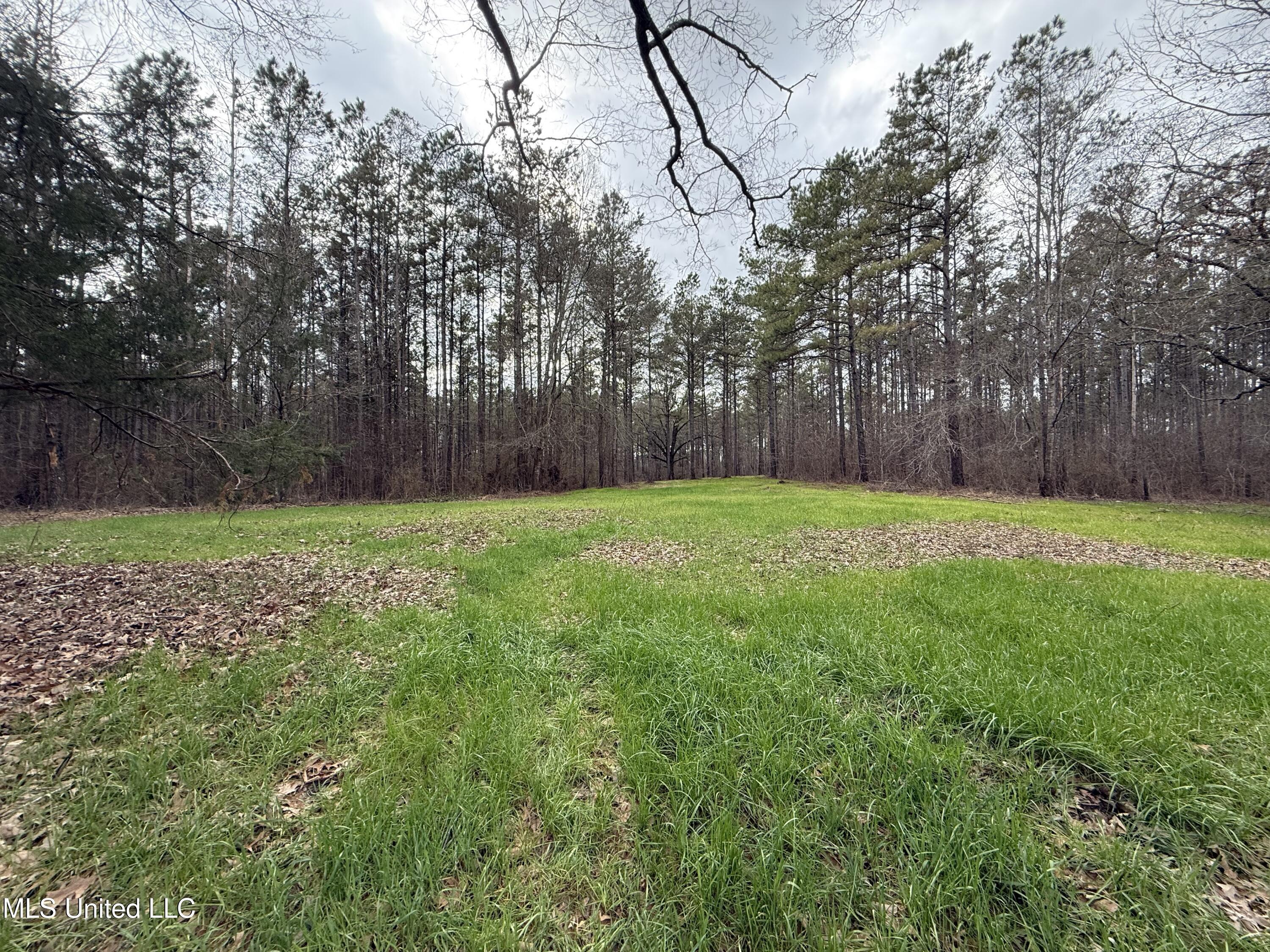 3368 Highway 17 Pickens, MS 39146 - Photo 23 of 84 IMG_0084