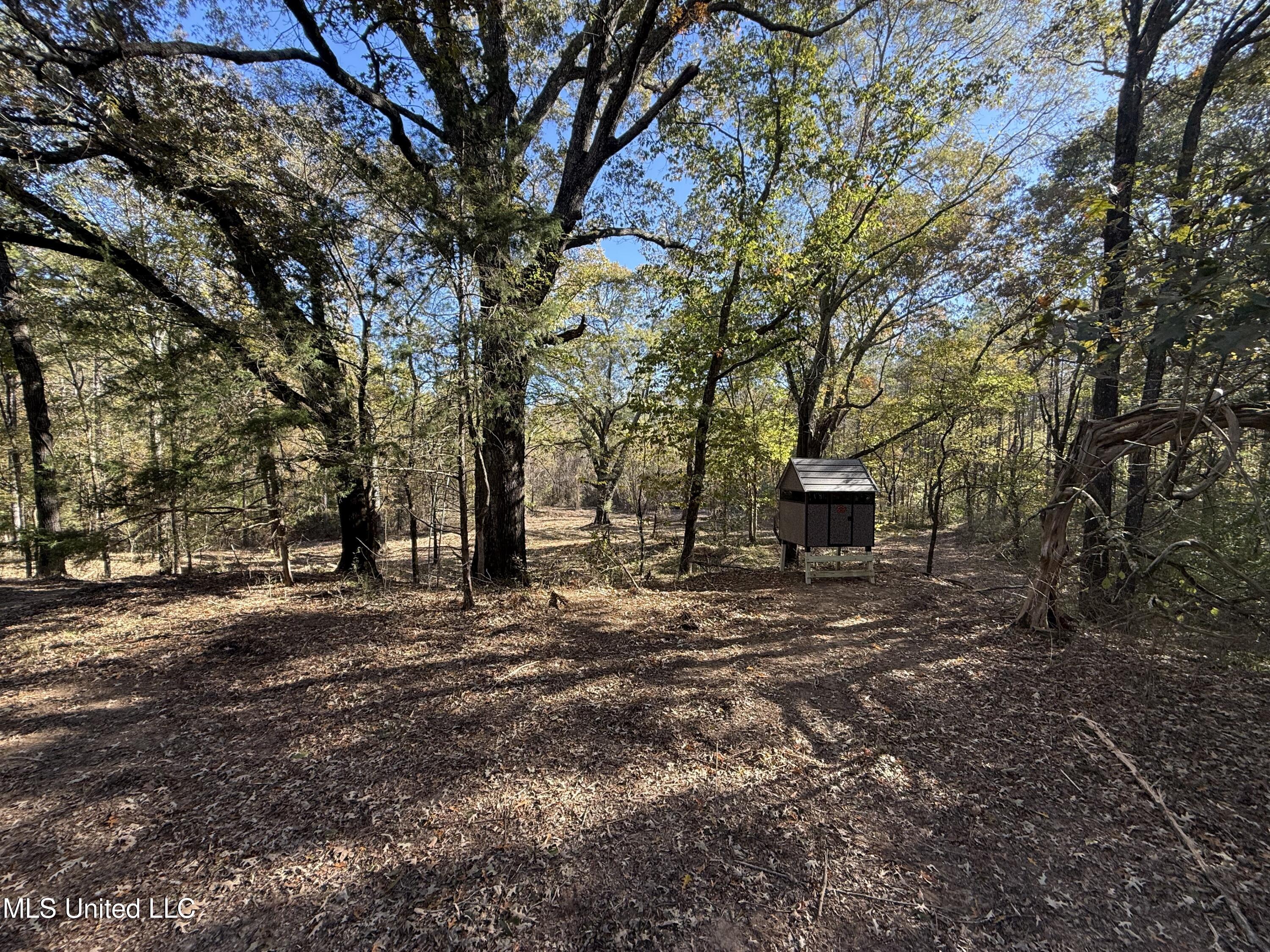 3368 Highway 17 Pickens, MS 39146 - Photo 23 of 81 IMG_8168