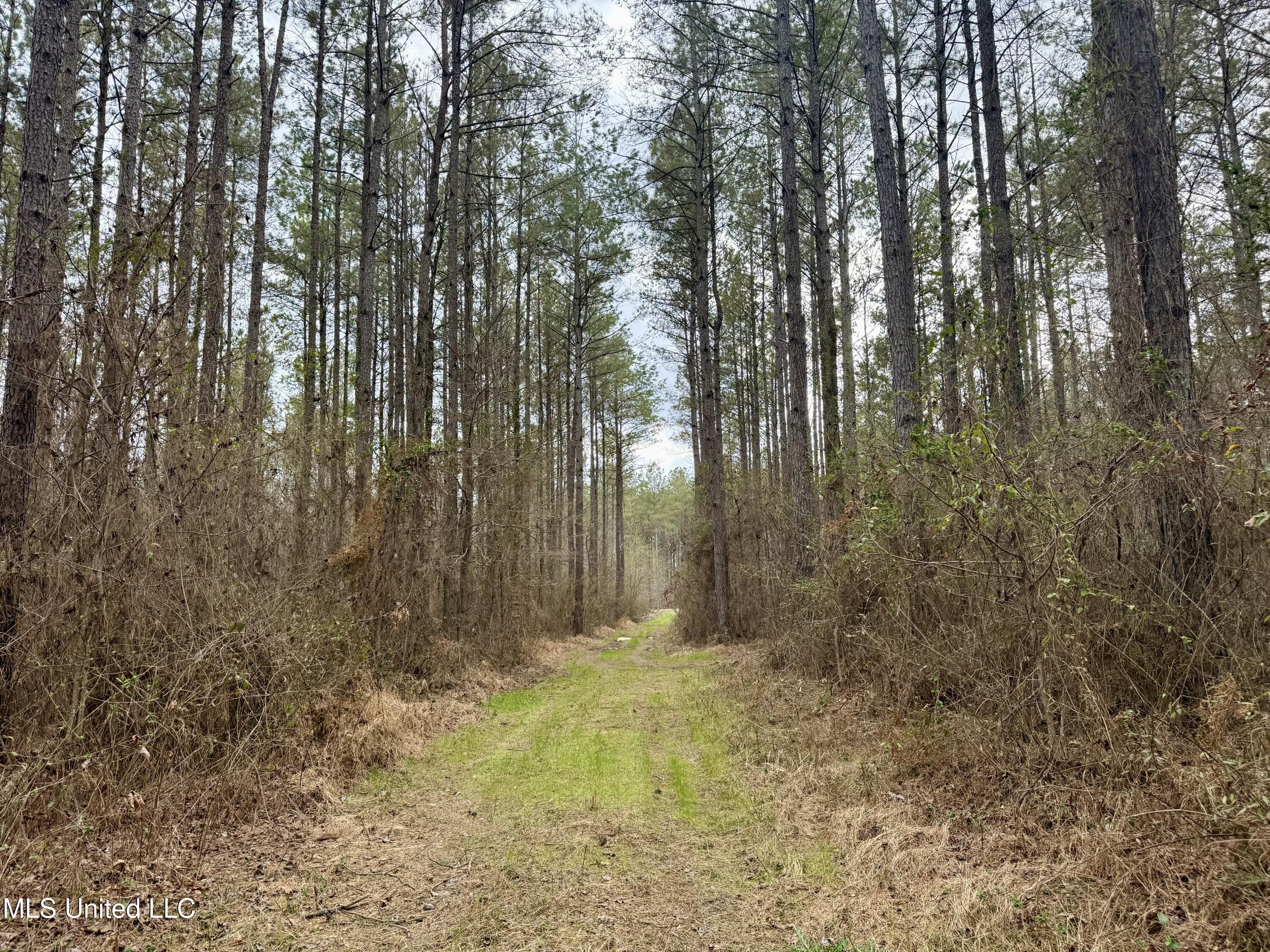 3368 Highway 17 Pickens, MS 39146 - Photo 29 of 81 IMG_0032