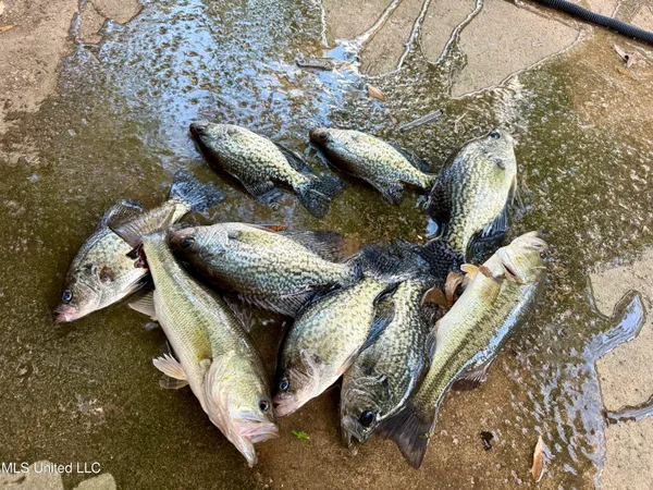 $399,000 | 3368 Highway 17, Pickens, MS 39146