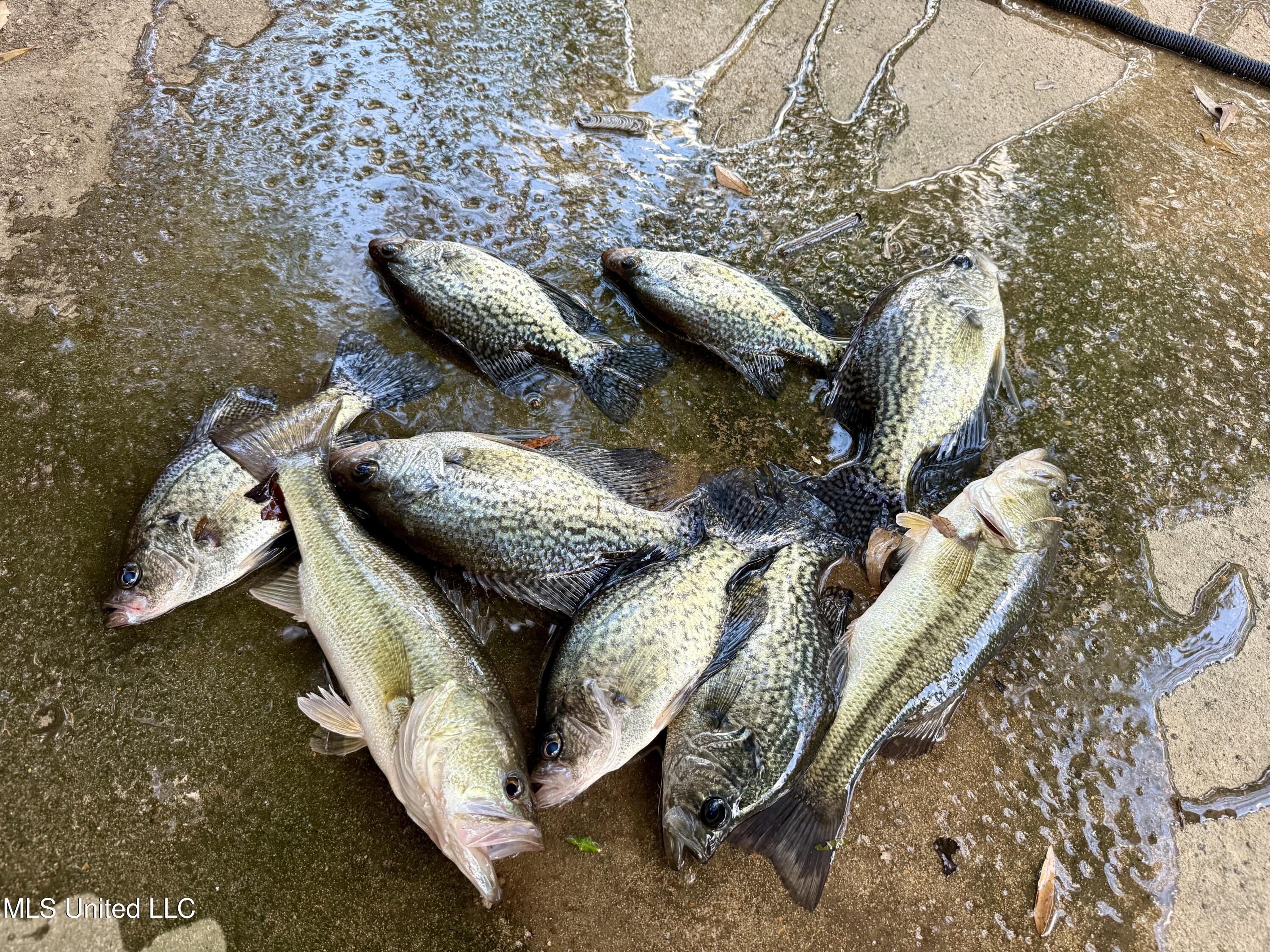 3368 Highway 17 Pickens, MS 39146 - Photo 3 of 81 IMG_8102