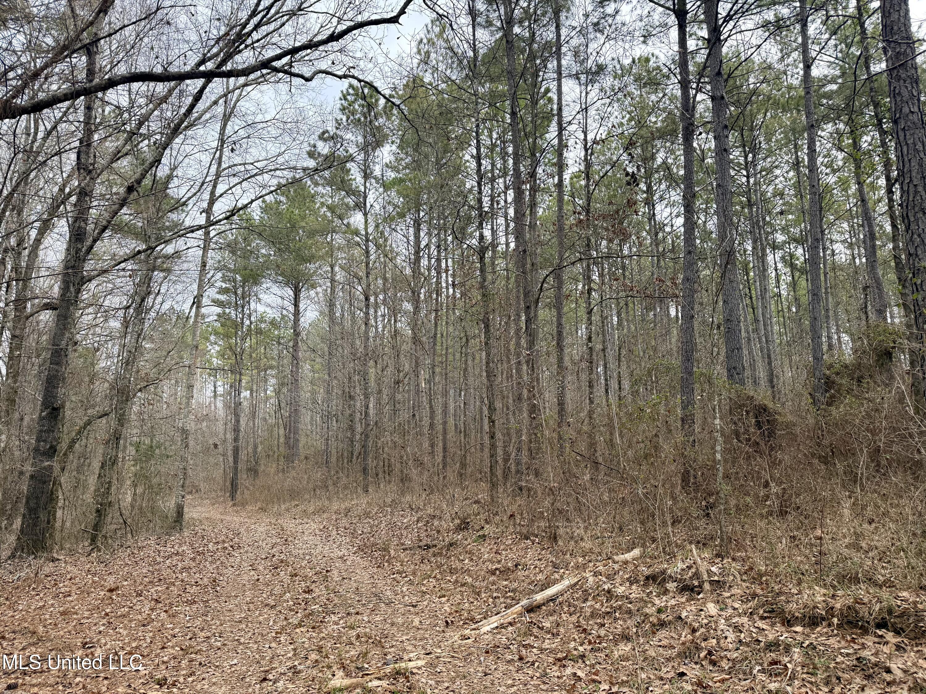 3368 Highway 17 Pickens, MS 39146 - Photo 33 of 81 IMG_0125