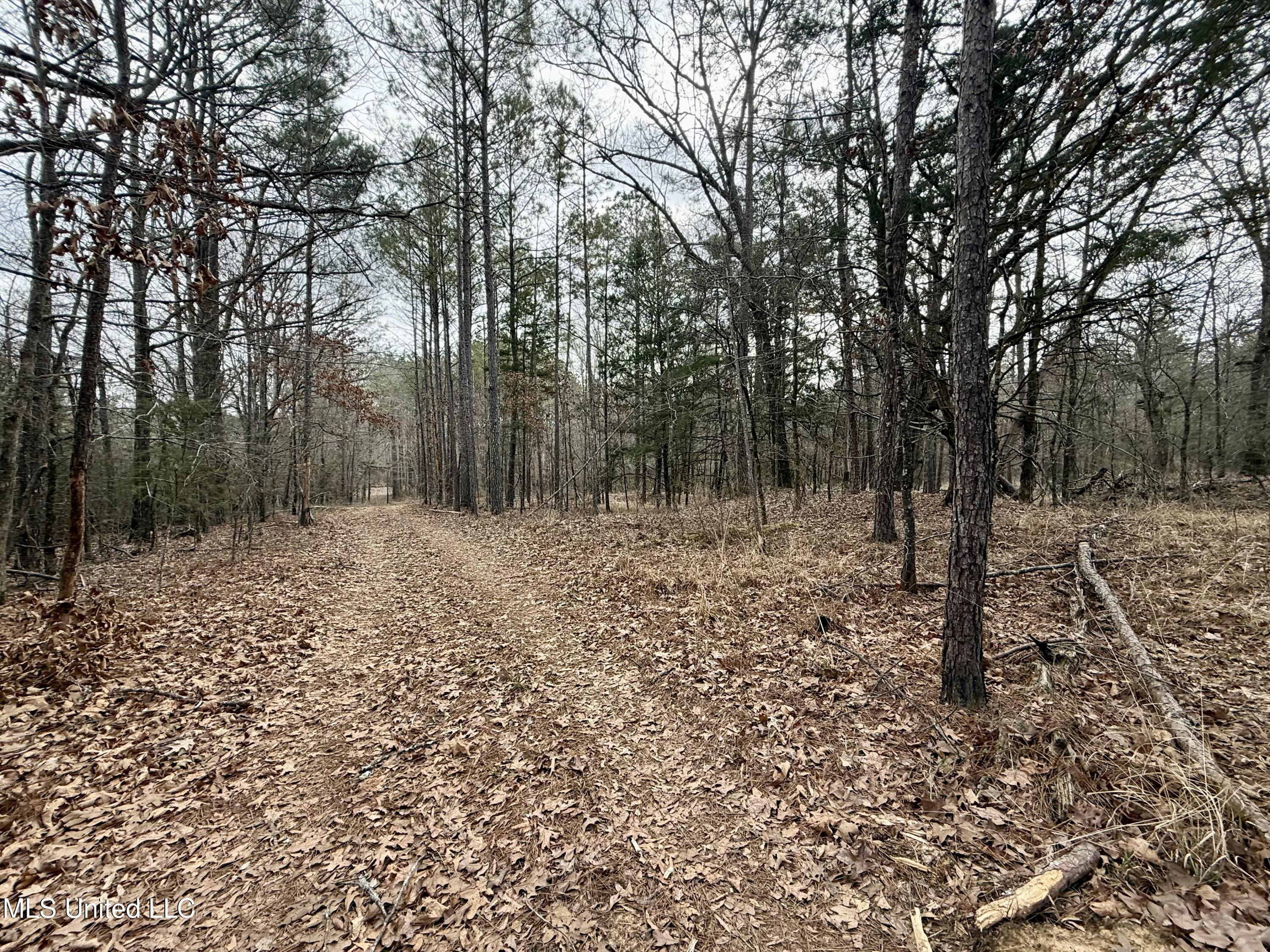 3368 Highway 17 Pickens, MS 39146 - Photo 36 of 81 IMG_0133