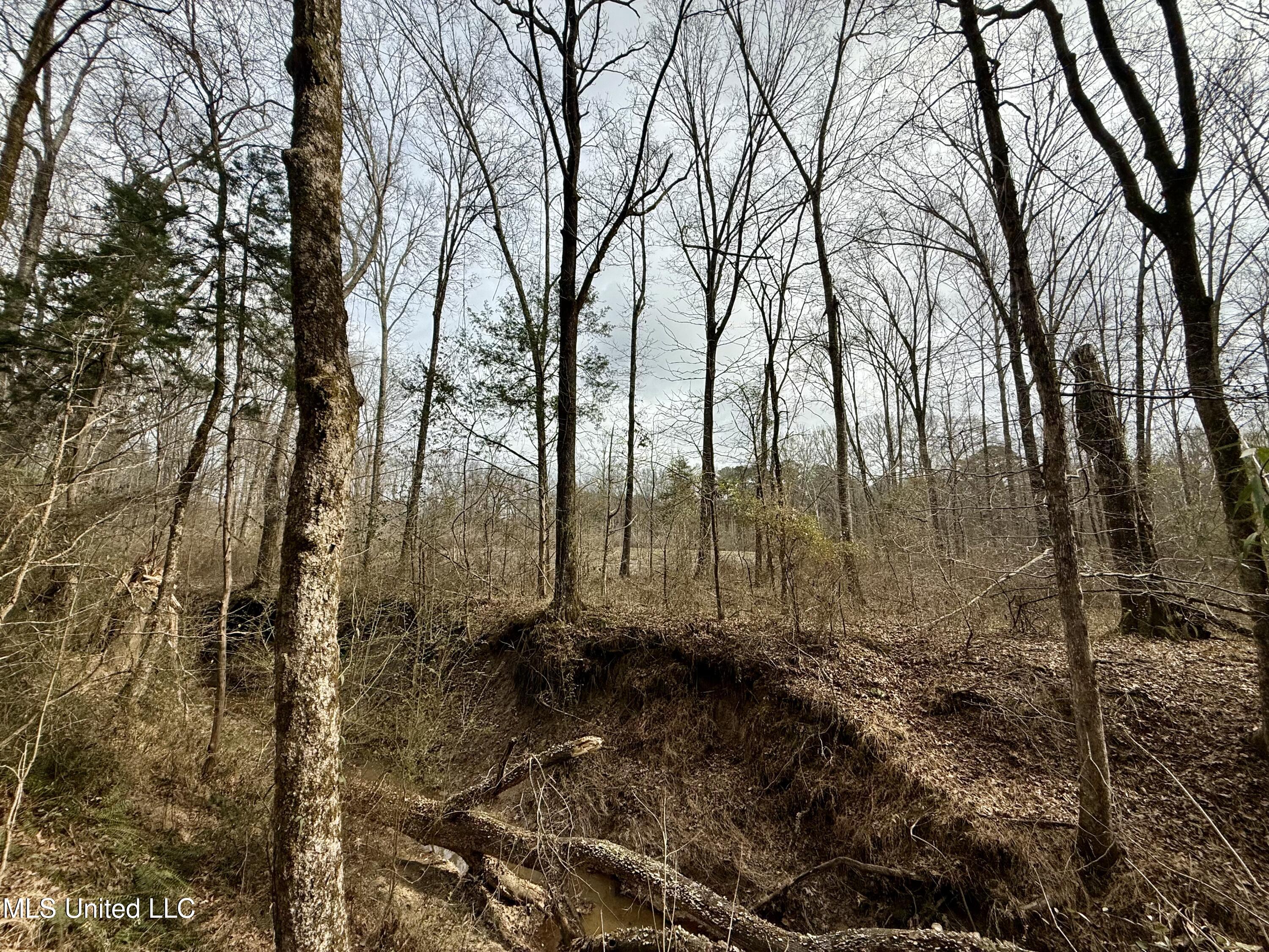 3368 Highway 17 Pickens, MS 39146 - Photo 38 of 81 IMG_0144