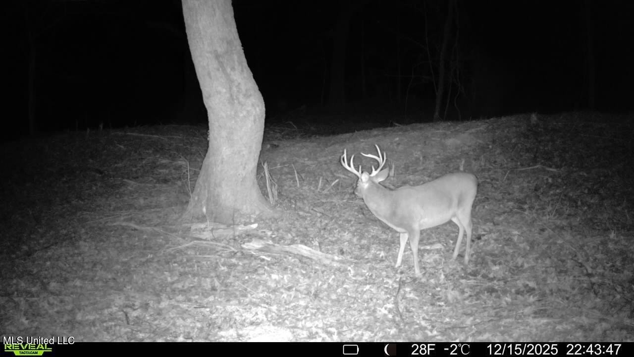 3368 Highway 17 Pickens, MS 39146 - Photo 5 of 81 E3520C2D-EBD1-4685-8057-FE0A954BDD23