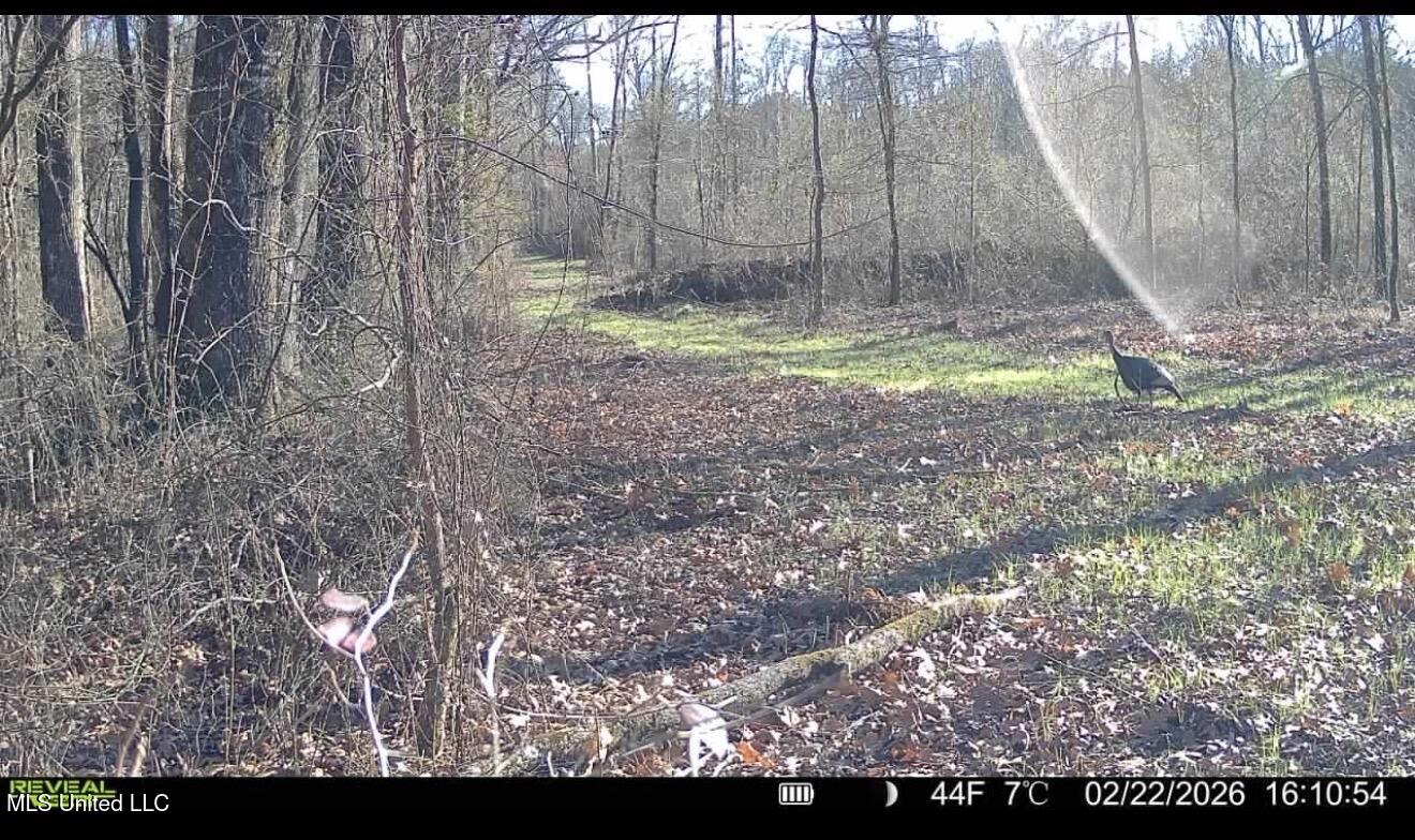 3368 Highway 17 Pickens, MS 39146 - Photo 52 of 84 IMG_9837