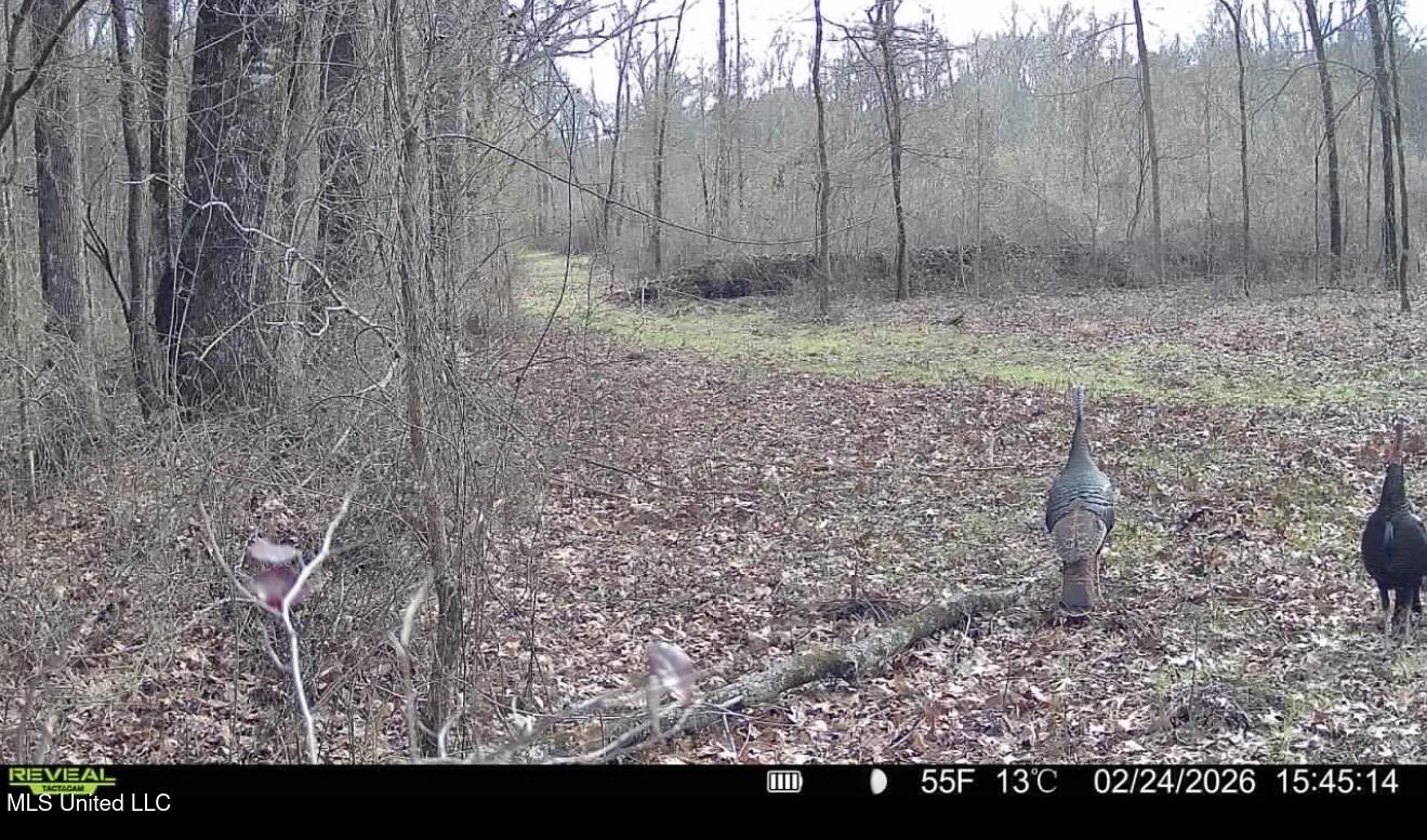 3368 Highway 17 Pickens, MS 39146 - Photo 54 of 81 IMG_9849