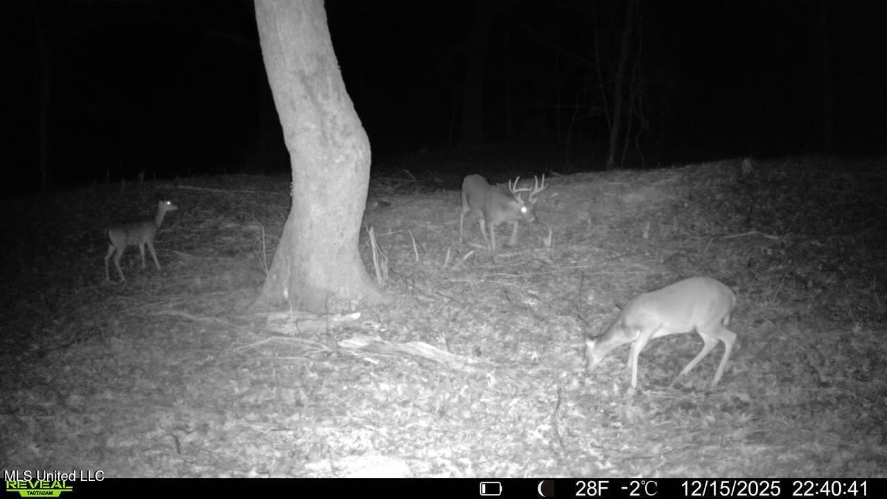 3368 Highway 17 Pickens, MS 39146 - Photo 57 of 84 008253C6-7F5F-4C2D-89BF-F26E8F04B841