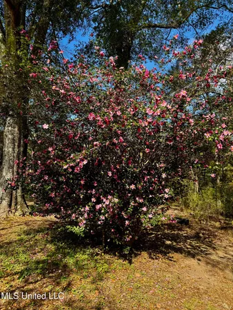 $399,000 | 3368 Highway 17, Pickens, MS 39146