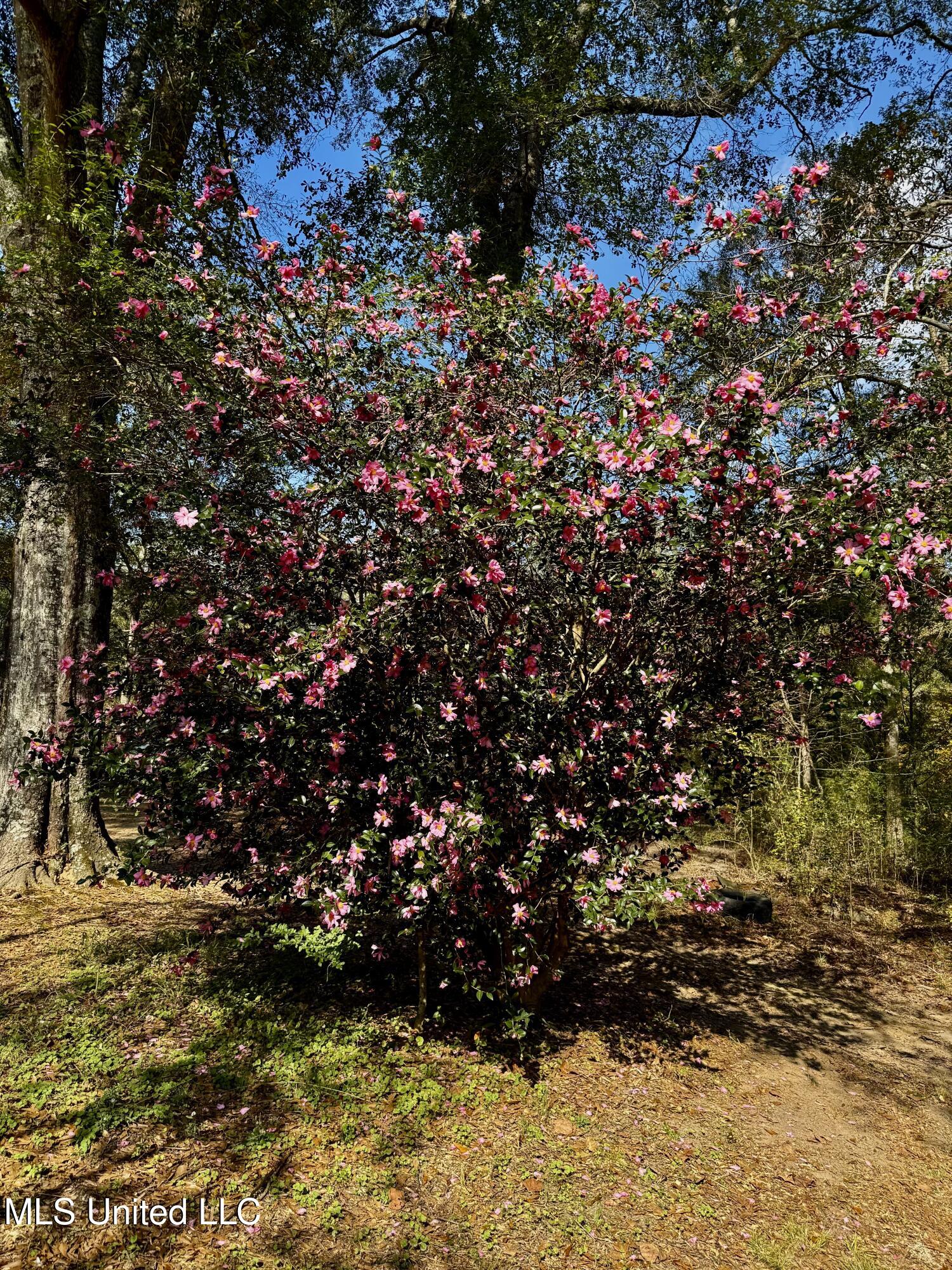 3368 Highway 17 Pickens, MS 39146 - Photo 60 of 84 IMG_3406