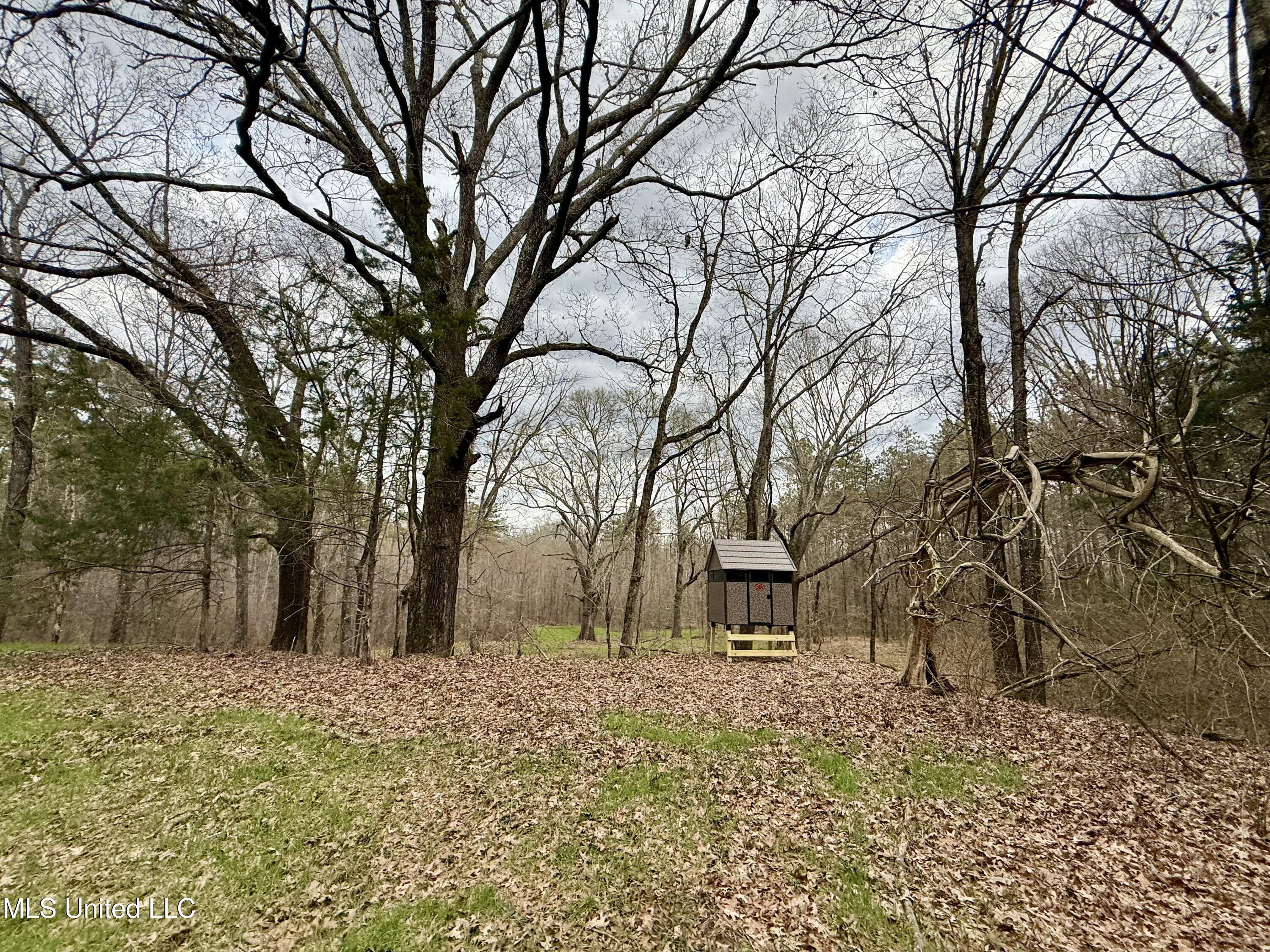 3368 Highway 17 Pickens, MS 39146 - Photo 6 of 81 IMG_0098