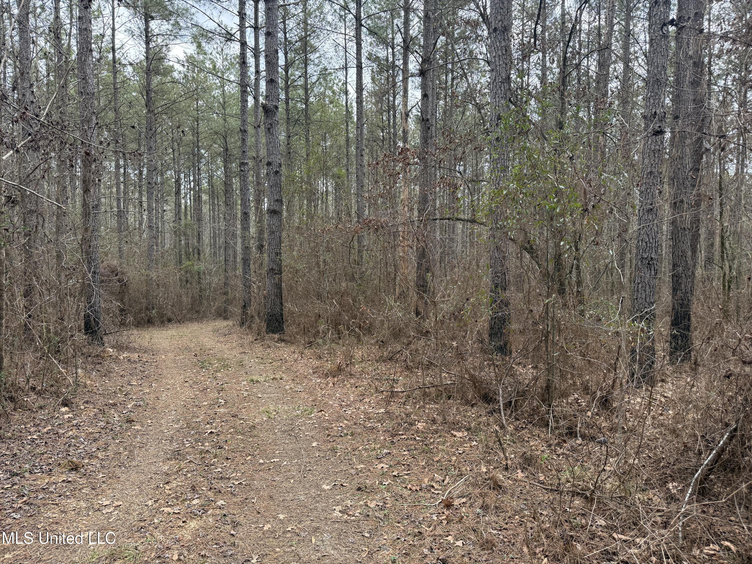 3368 Highway 17 Pickens, MS 39146 - Photo 61 of 81 IMG_0103