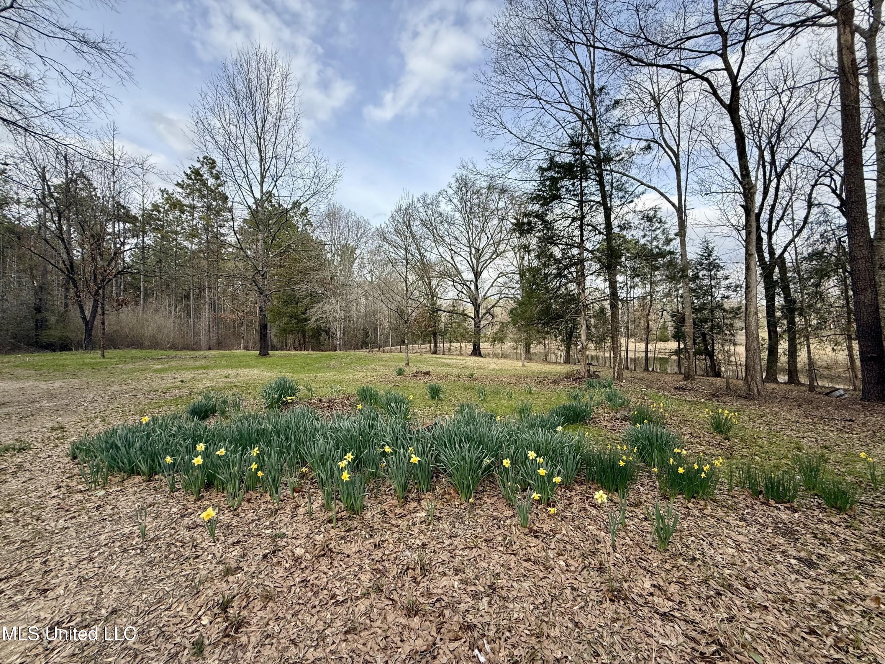 3368 Highway 17 Pickens, MS 39146 - Photo 80 of 81 IMG_9964