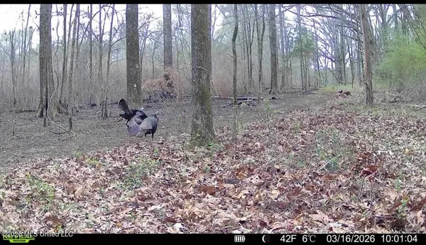 $399,000 | 3368 Highway 17, Pickens, MS 39146