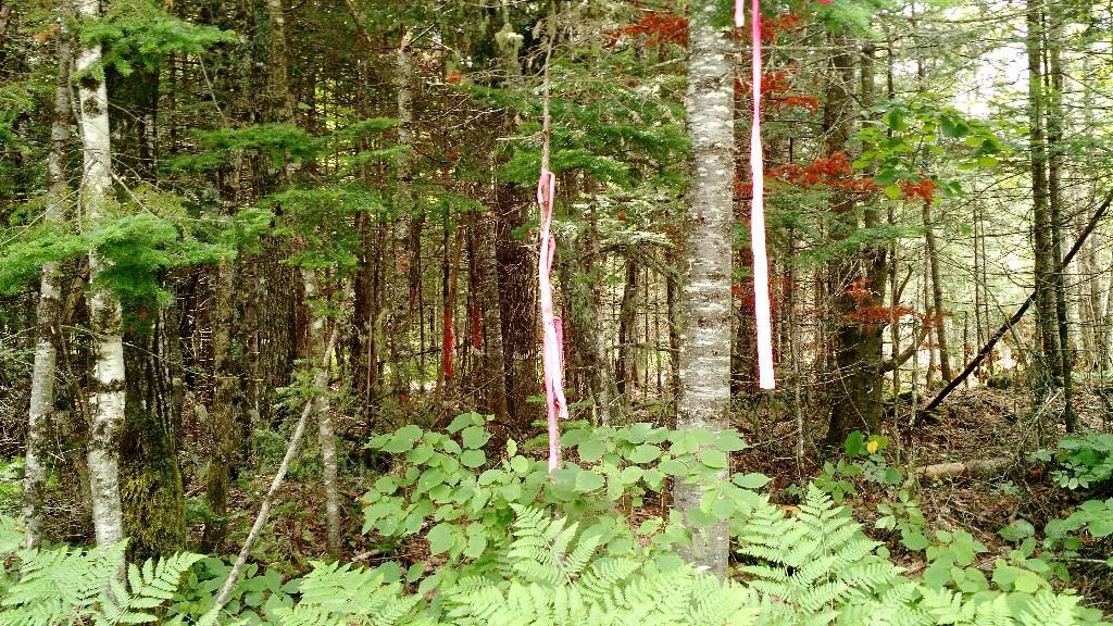 Lot 19-9b York Ridge Road Ashland, ME 04732 - Photo 7 of 13 Photo