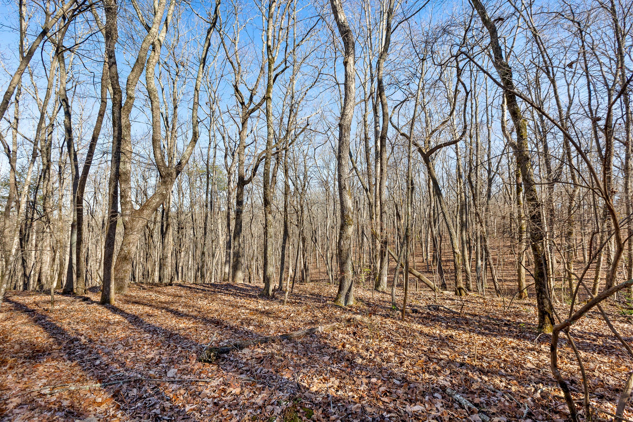 1824 Vandergriff Road Signal Mountain, TN 37377 - Photo 9 of 34 Gallery Image 9
