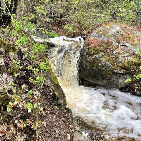 a view of a yard with plants